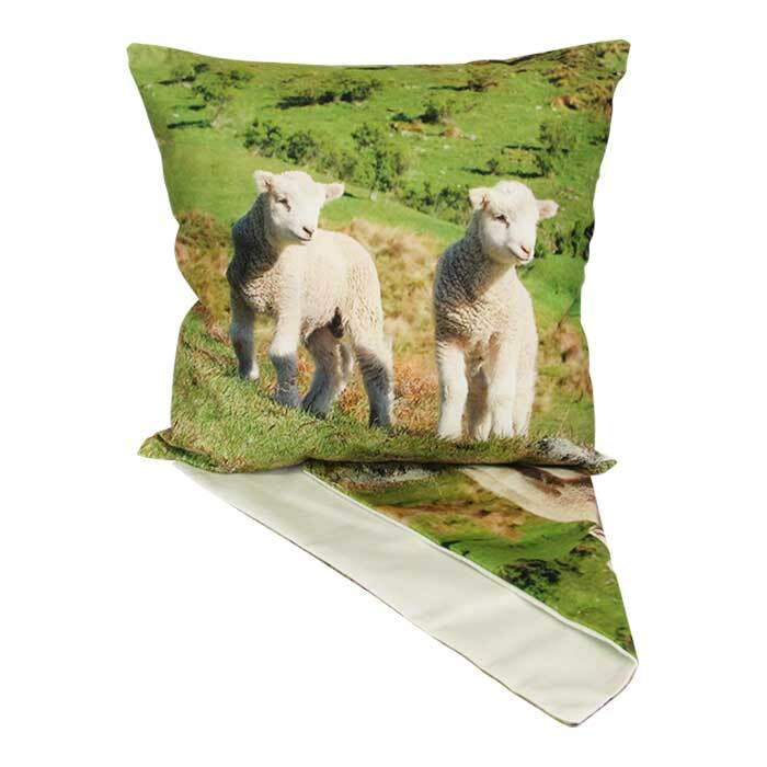 CC Lambs in Field