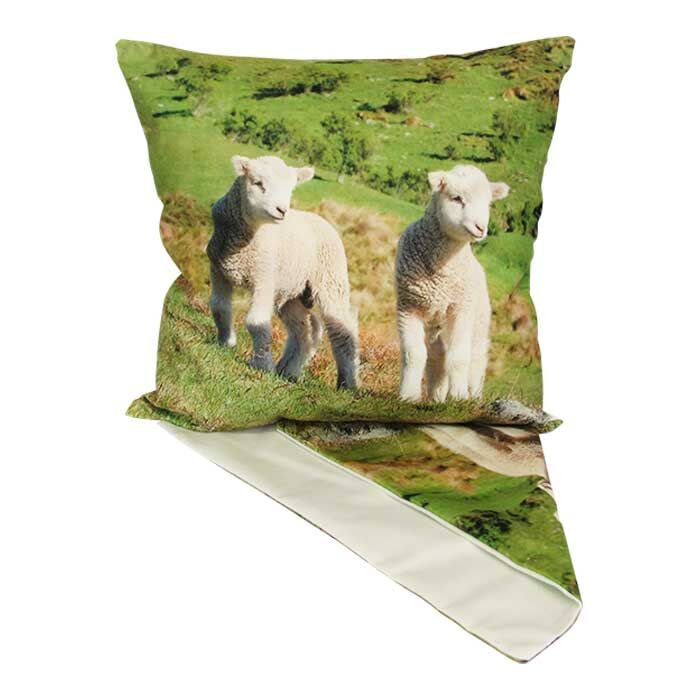 CC Lambs in Field + Inner