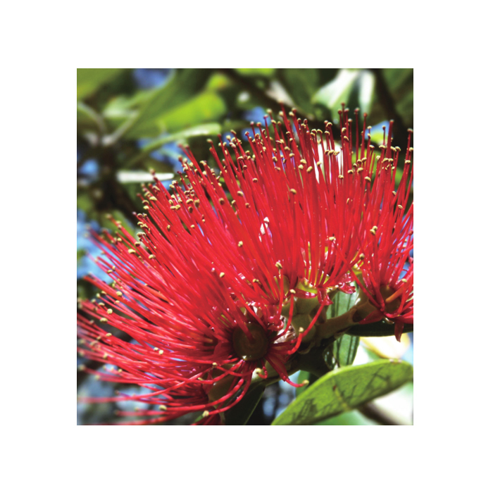 Pohutukawa Napkin